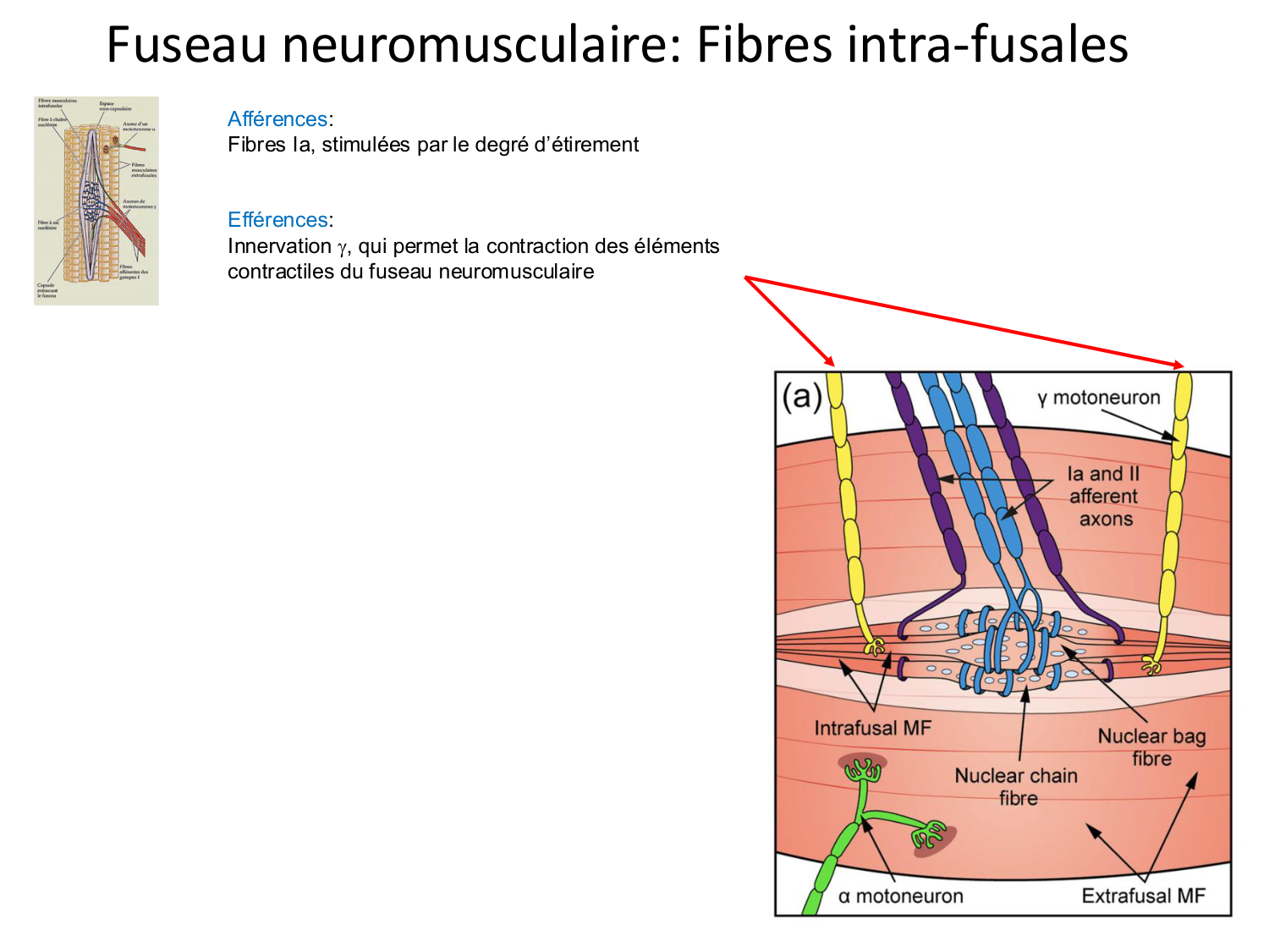 Tissu musculaire page 134