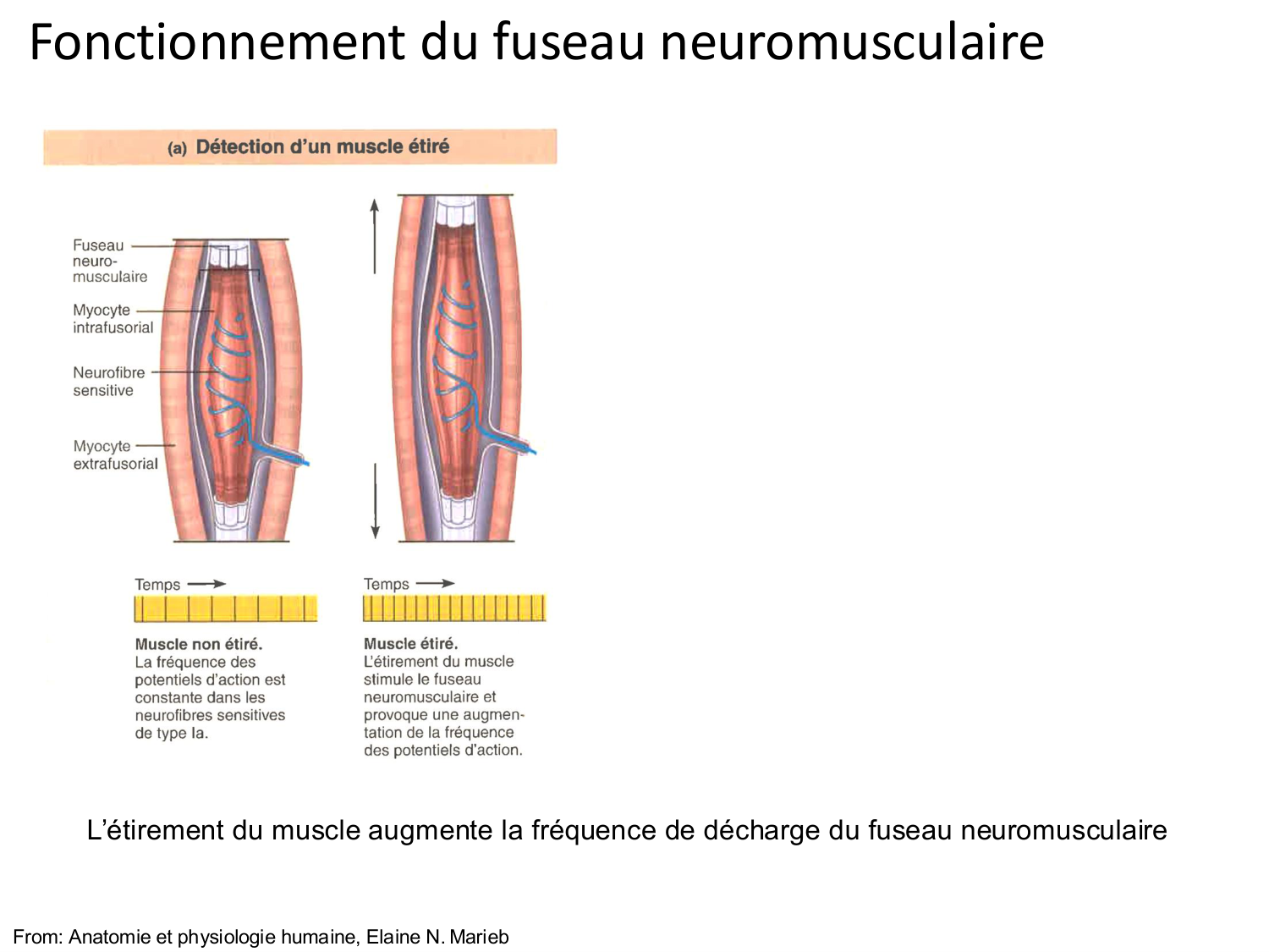 Tissu musculaire page 135