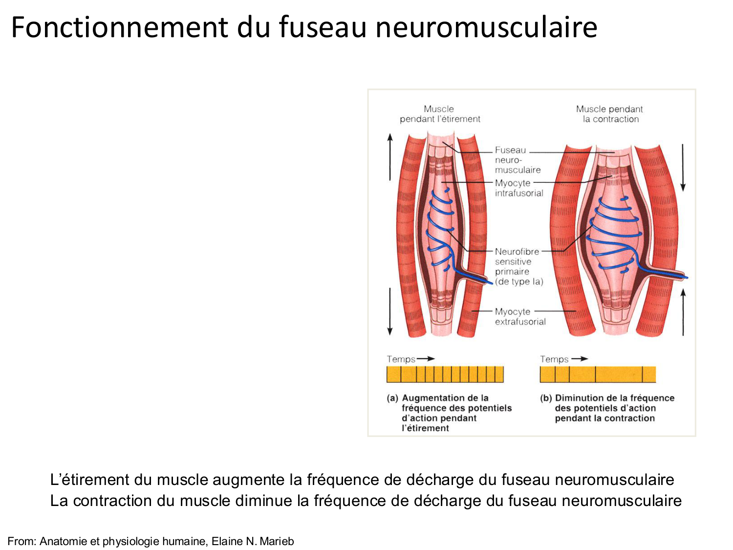 Tissu musculaire page 136