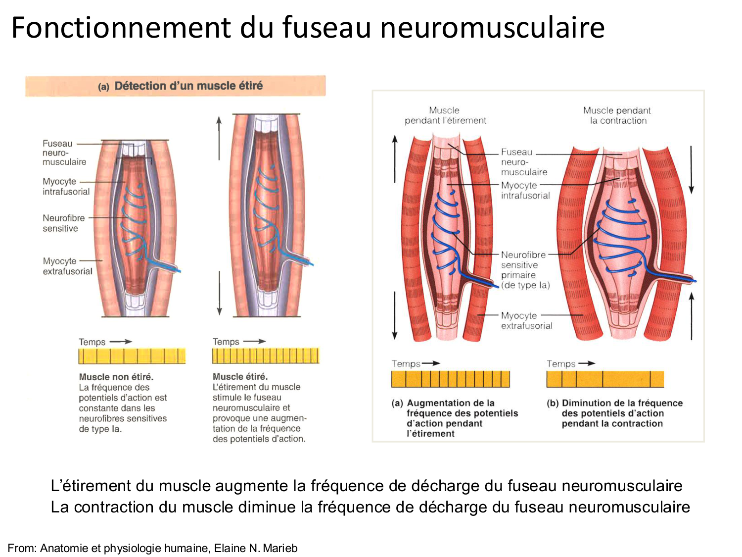 Tissu musculaire page 137