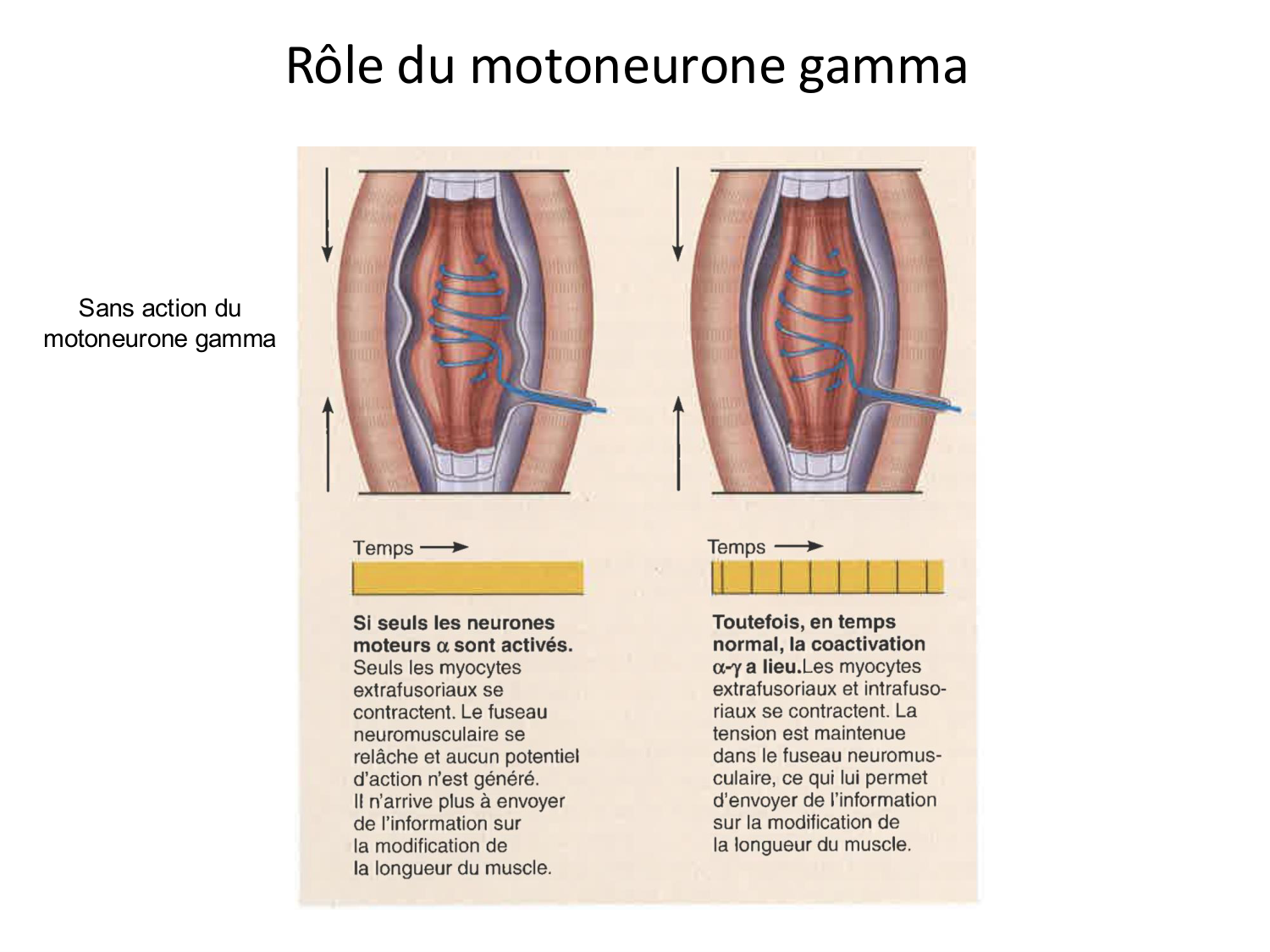 Tissu musculaire page 138