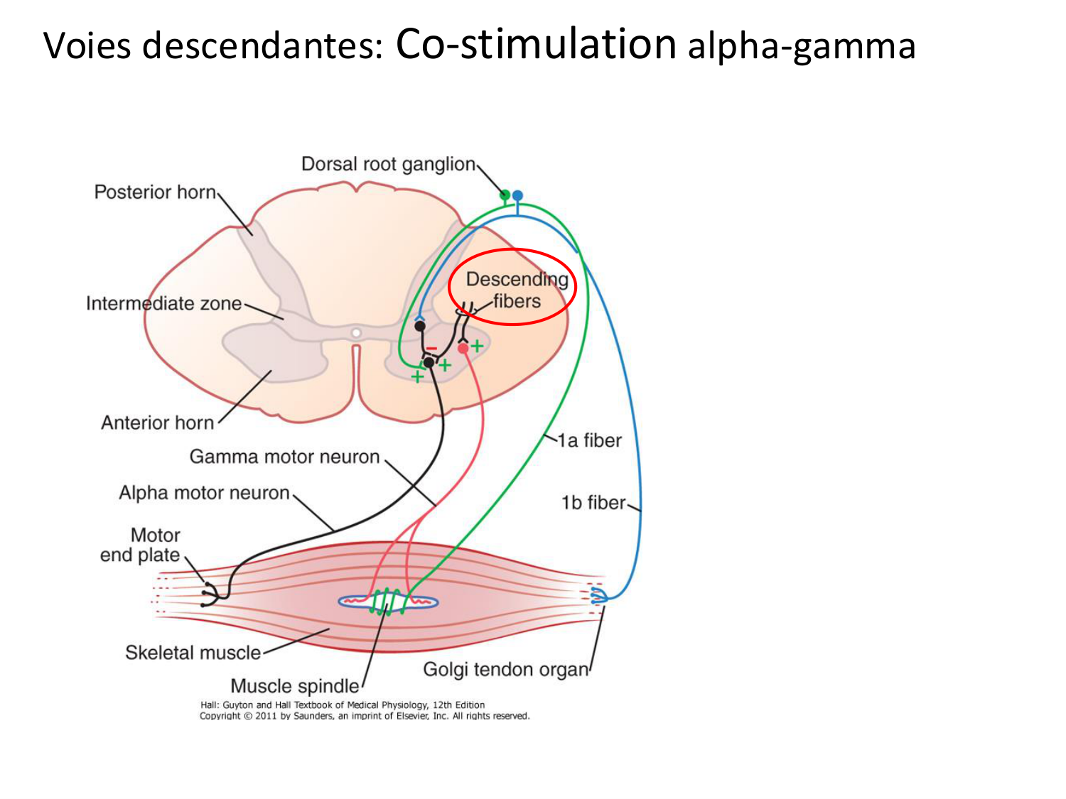 Tissu musculaire page 139