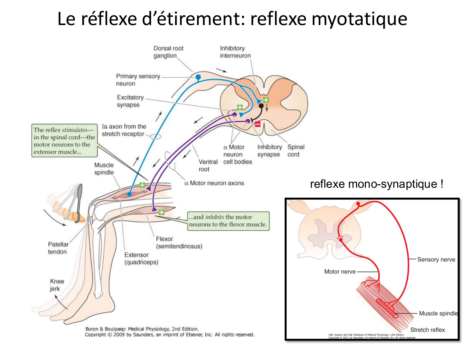 Tissu musculaire page 140
