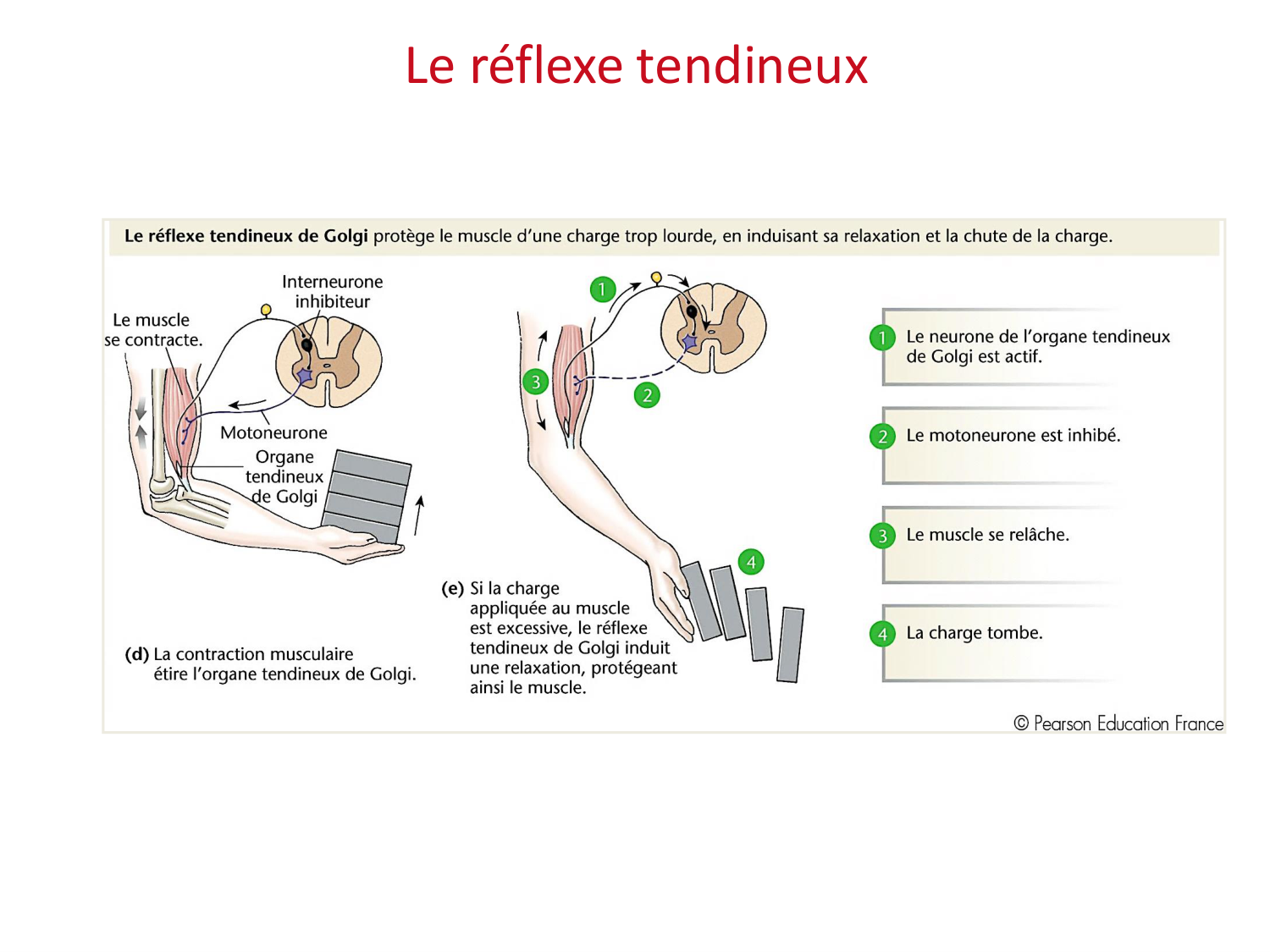 Tissu musculaire page 141