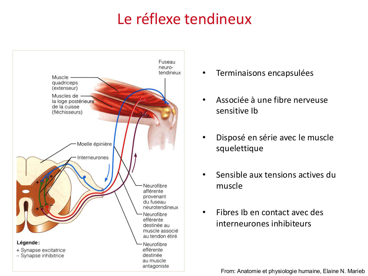 Tissu musculaire page 143