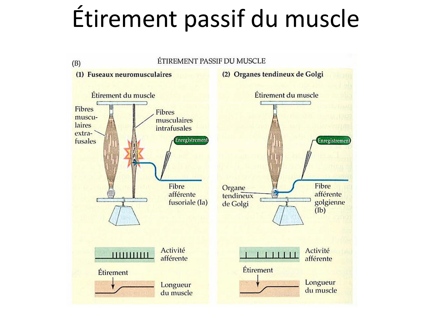 Tissu musculaire page 144