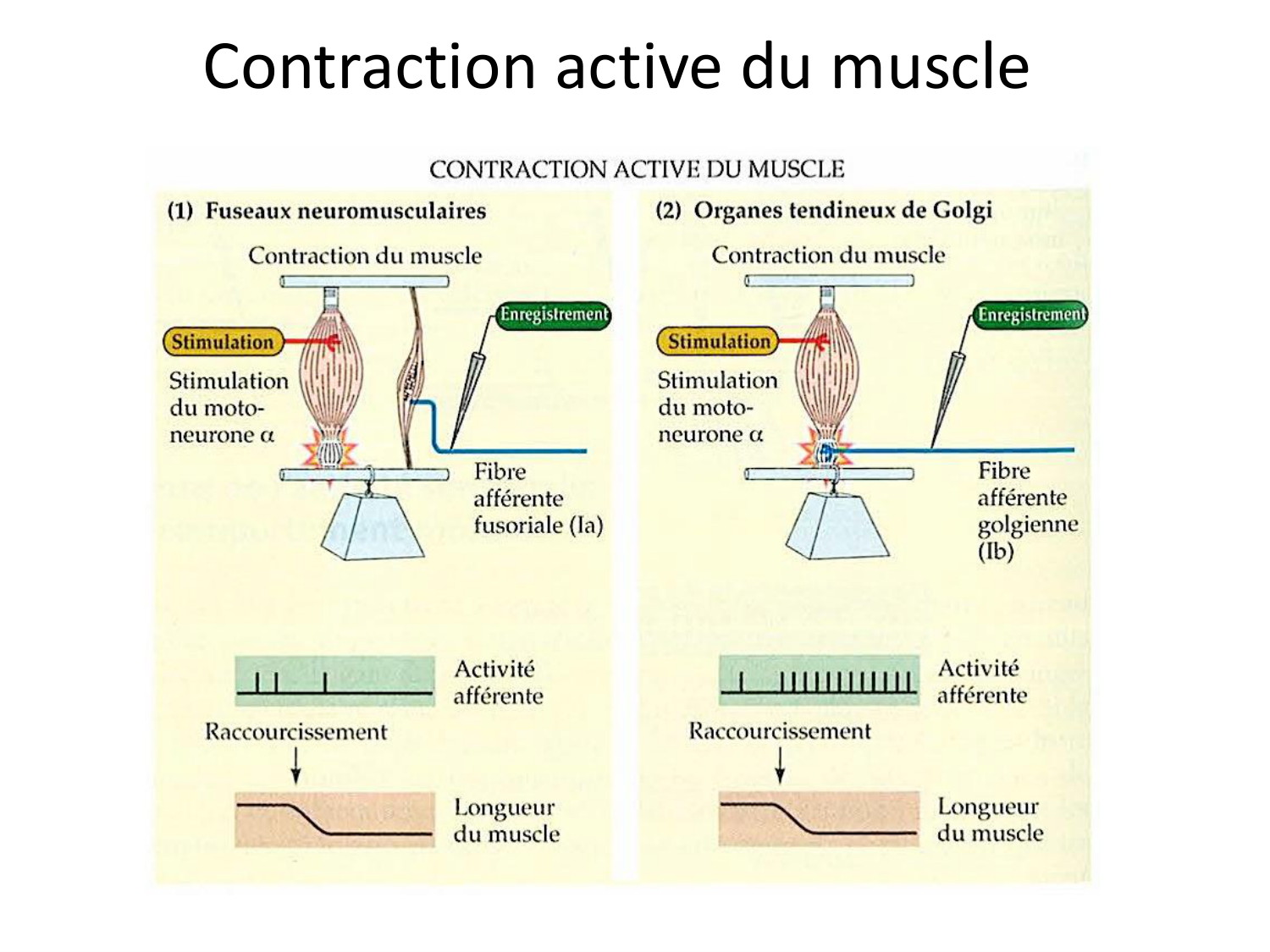 Tissu musculaire page 145