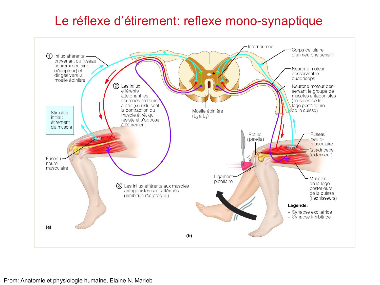 Tissu musculaire page 146
