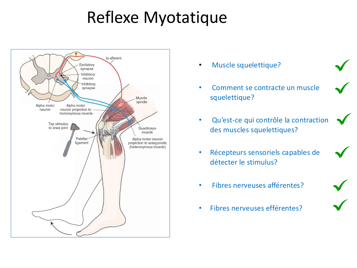 Tissu musculaire page 147