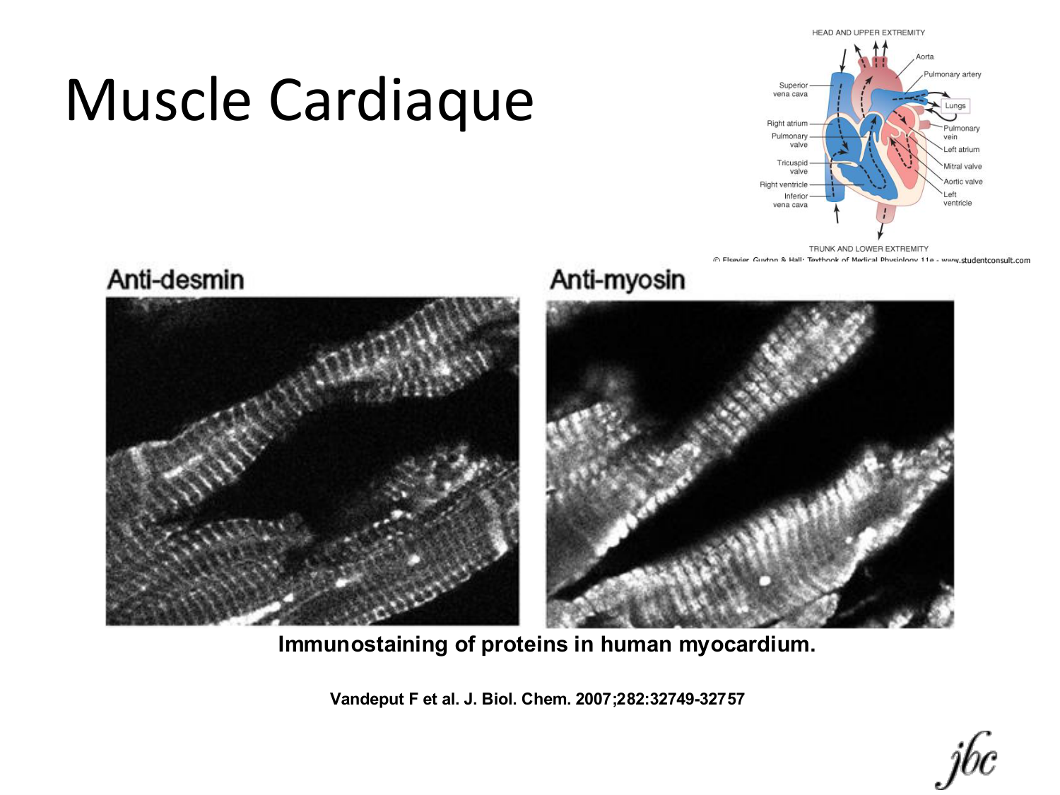 Tissu musculaire page 149