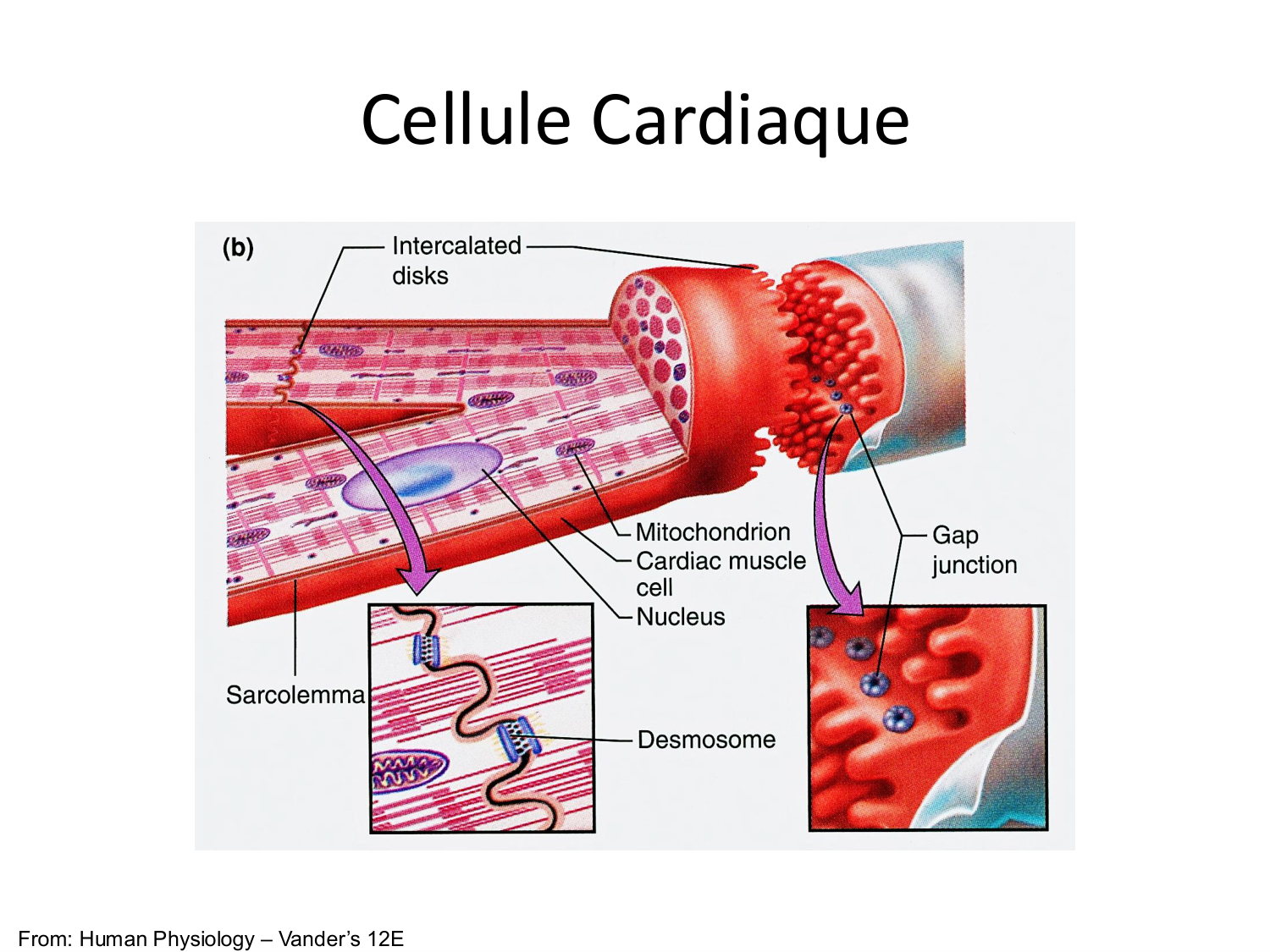 Tissu musculaire page 150