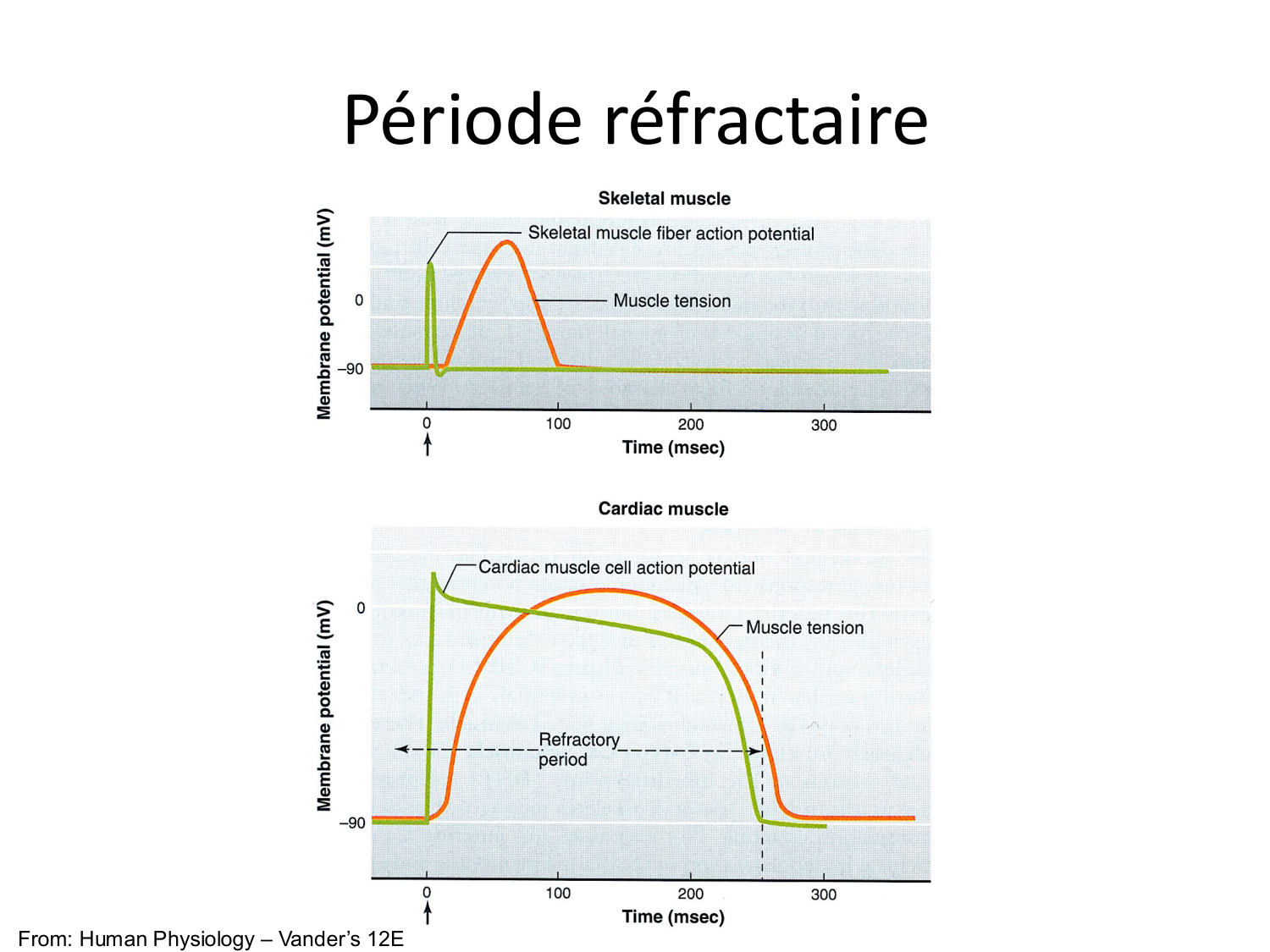 Tissu musculaire page 152