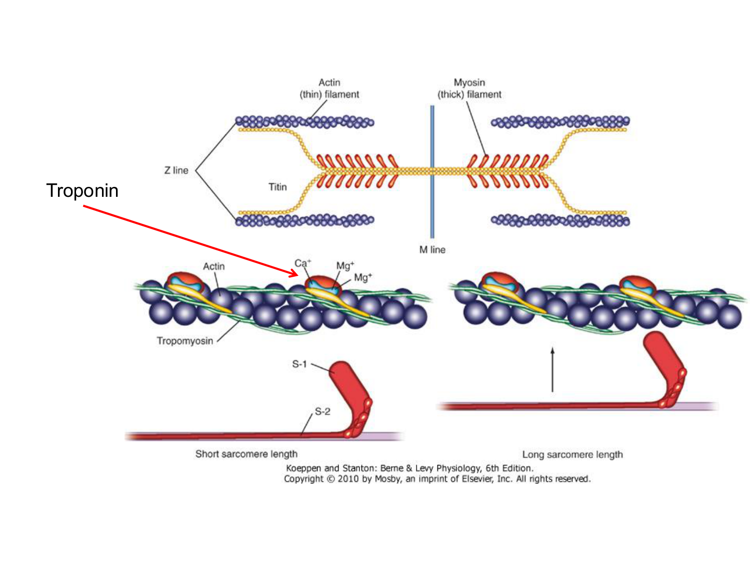 Tissu musculaire page 153