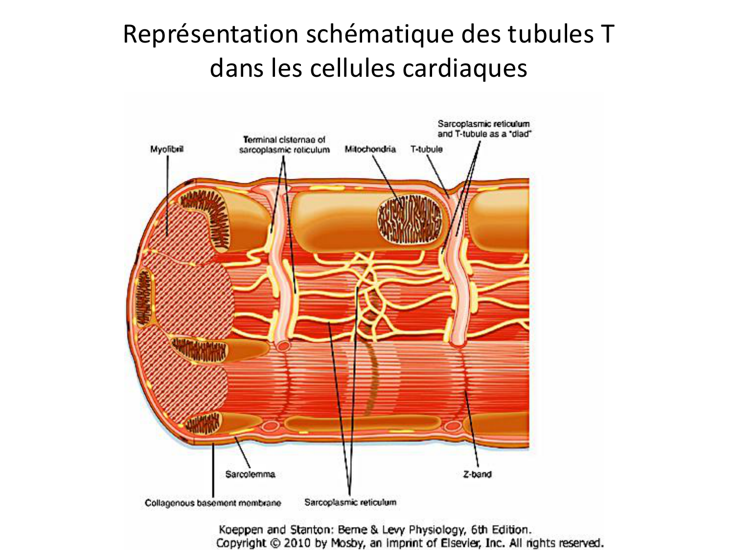 Tissu musculaire page 154