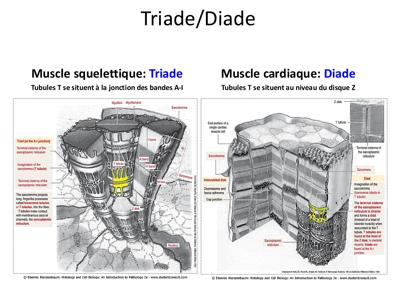 Tissu musculaire page 155