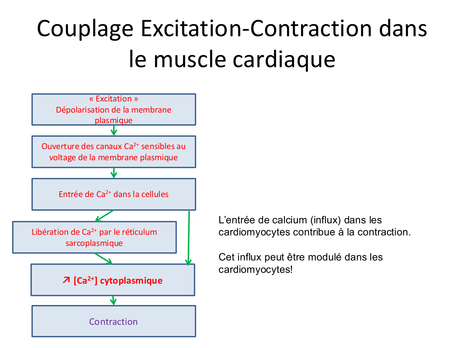 Tissu musculaire page 156