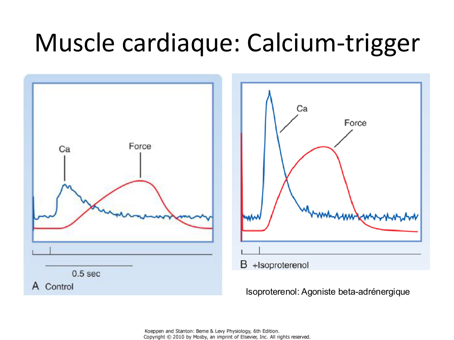 Tissu musculaire page 157