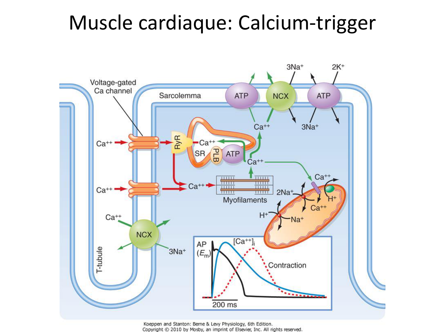 Tissu musculaire page 158