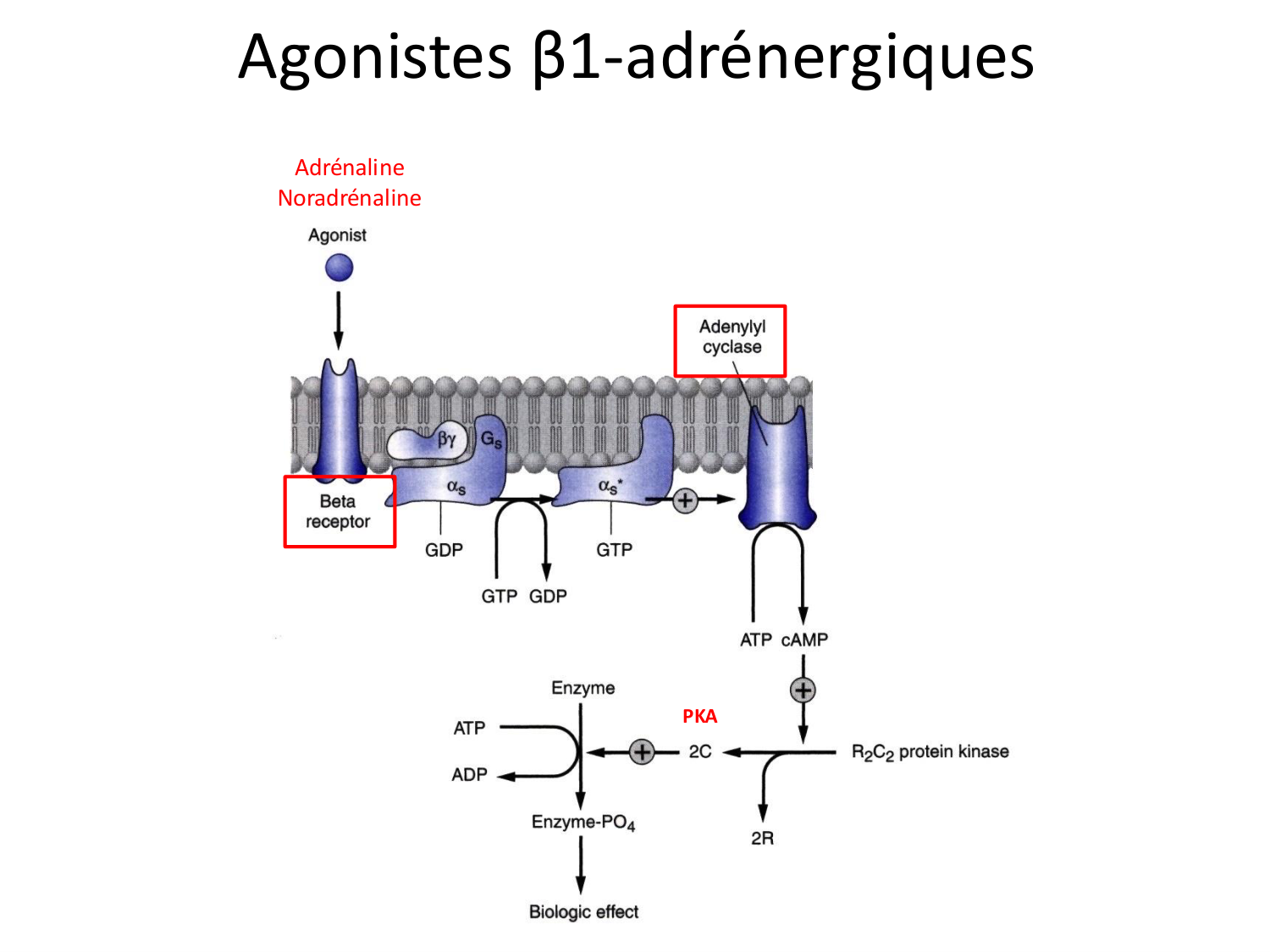 Tissu musculaire page 159