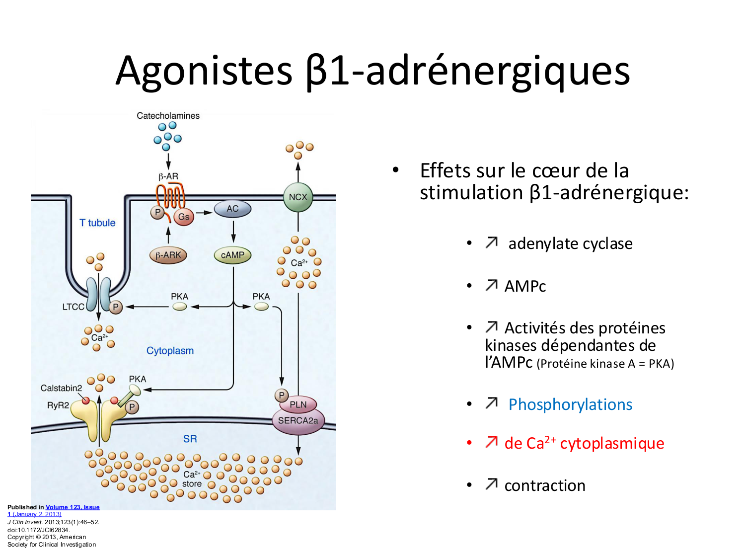 Tissu musculaire page 160