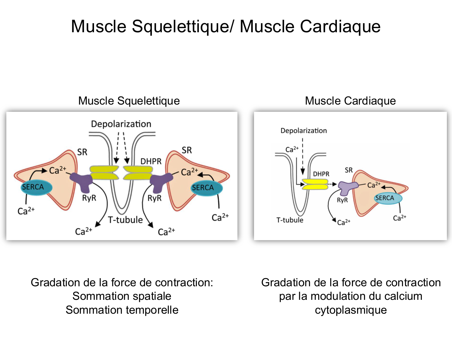 Tissu musculaire page 161
