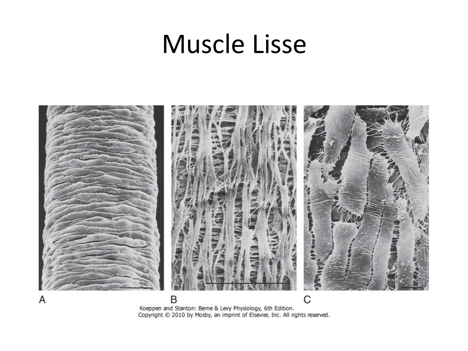 Tissu musculaire page 163