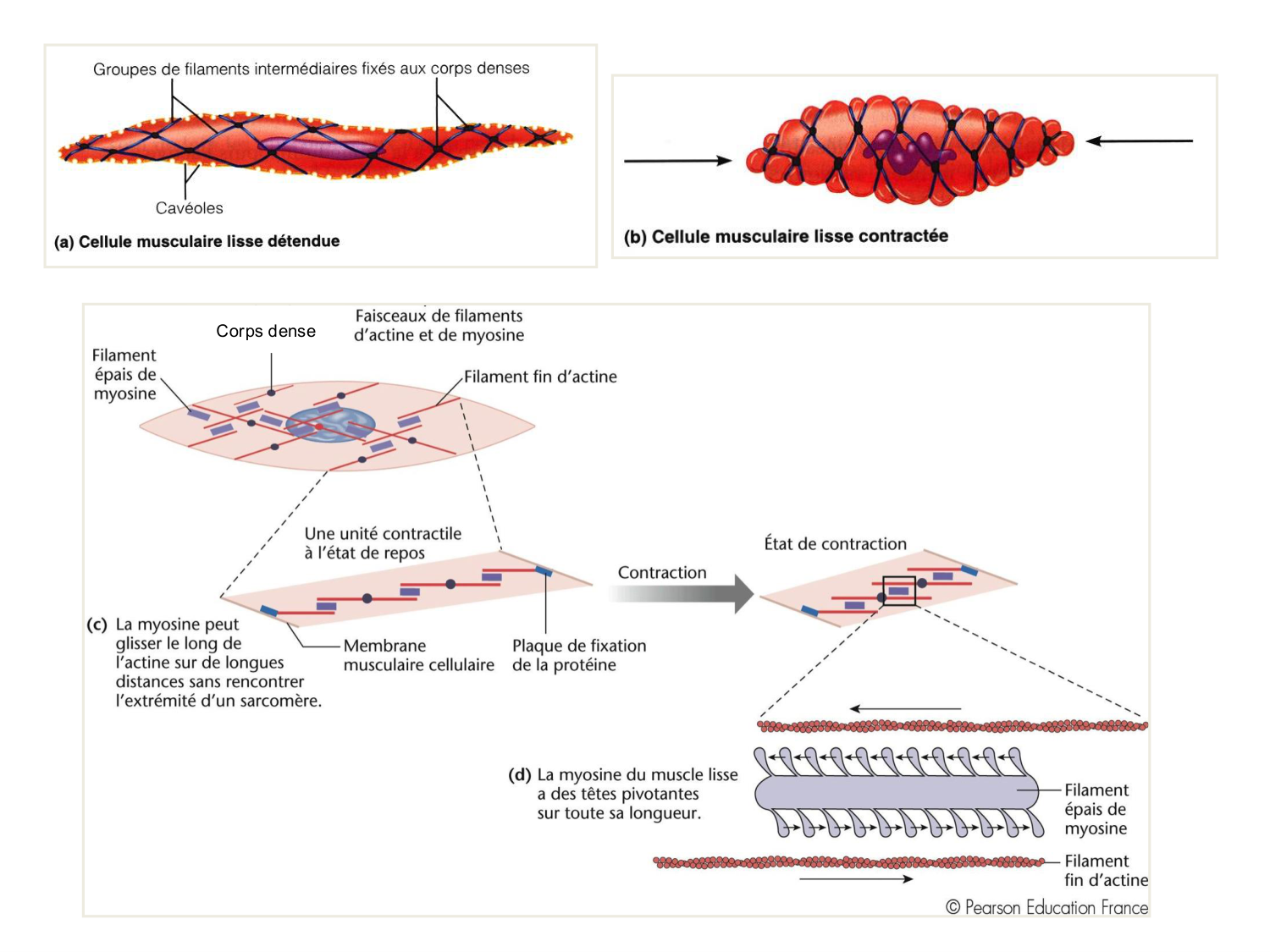 Tissu musculaire page 165