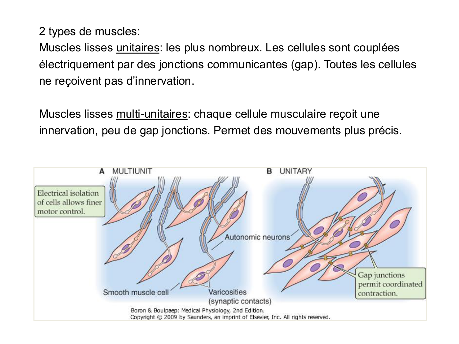 Tissu musculaire page 166