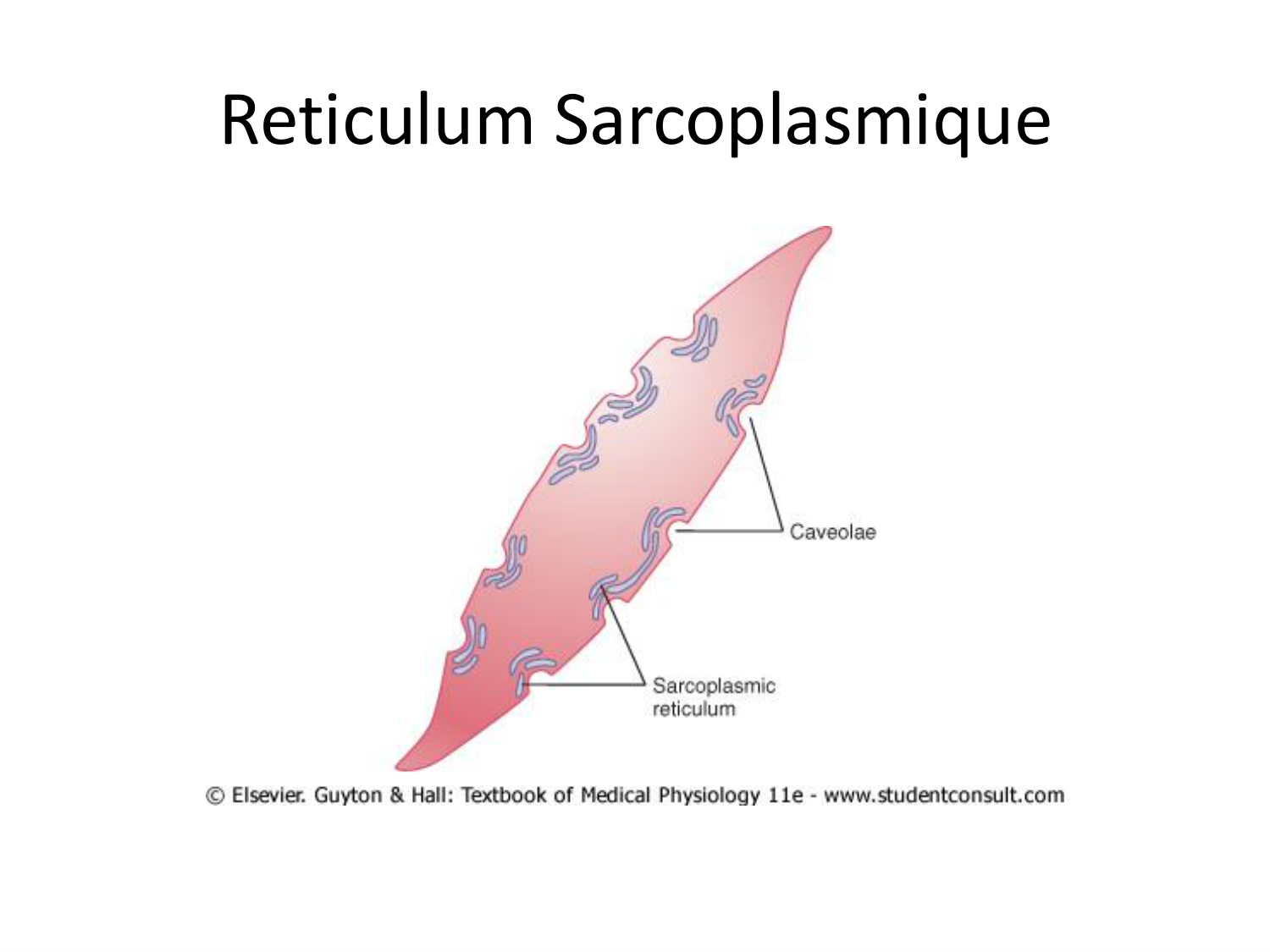Tissu musculaire page 167