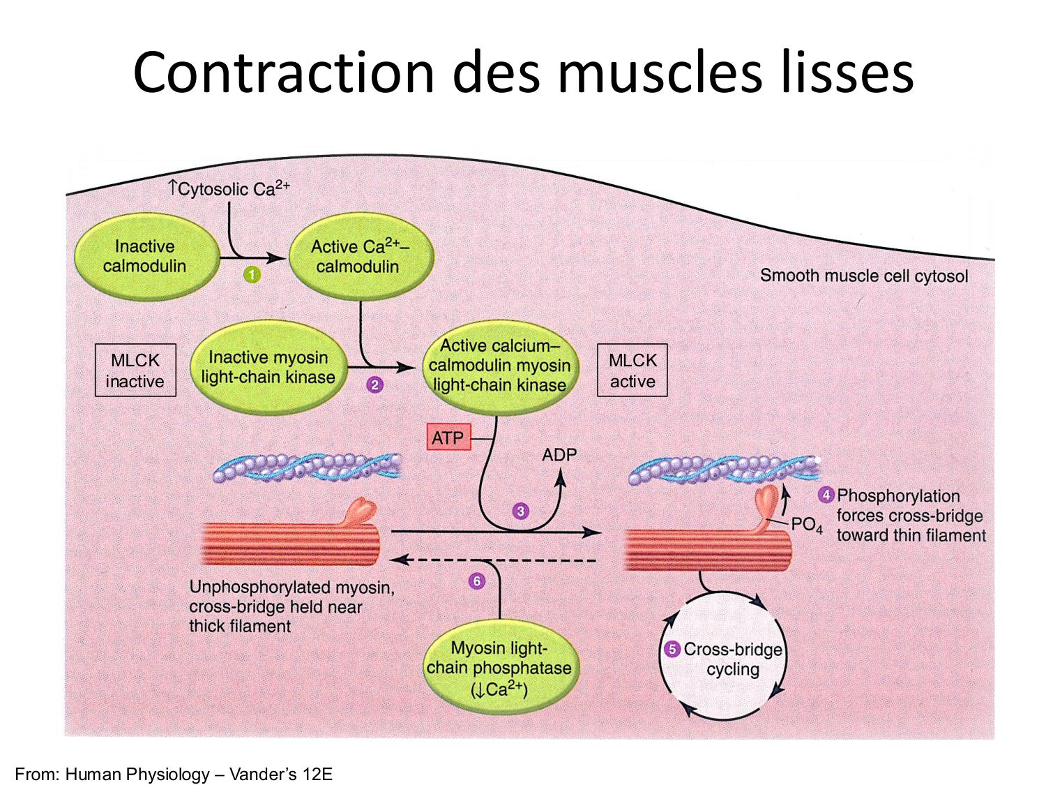 Tissu musculaire page 168