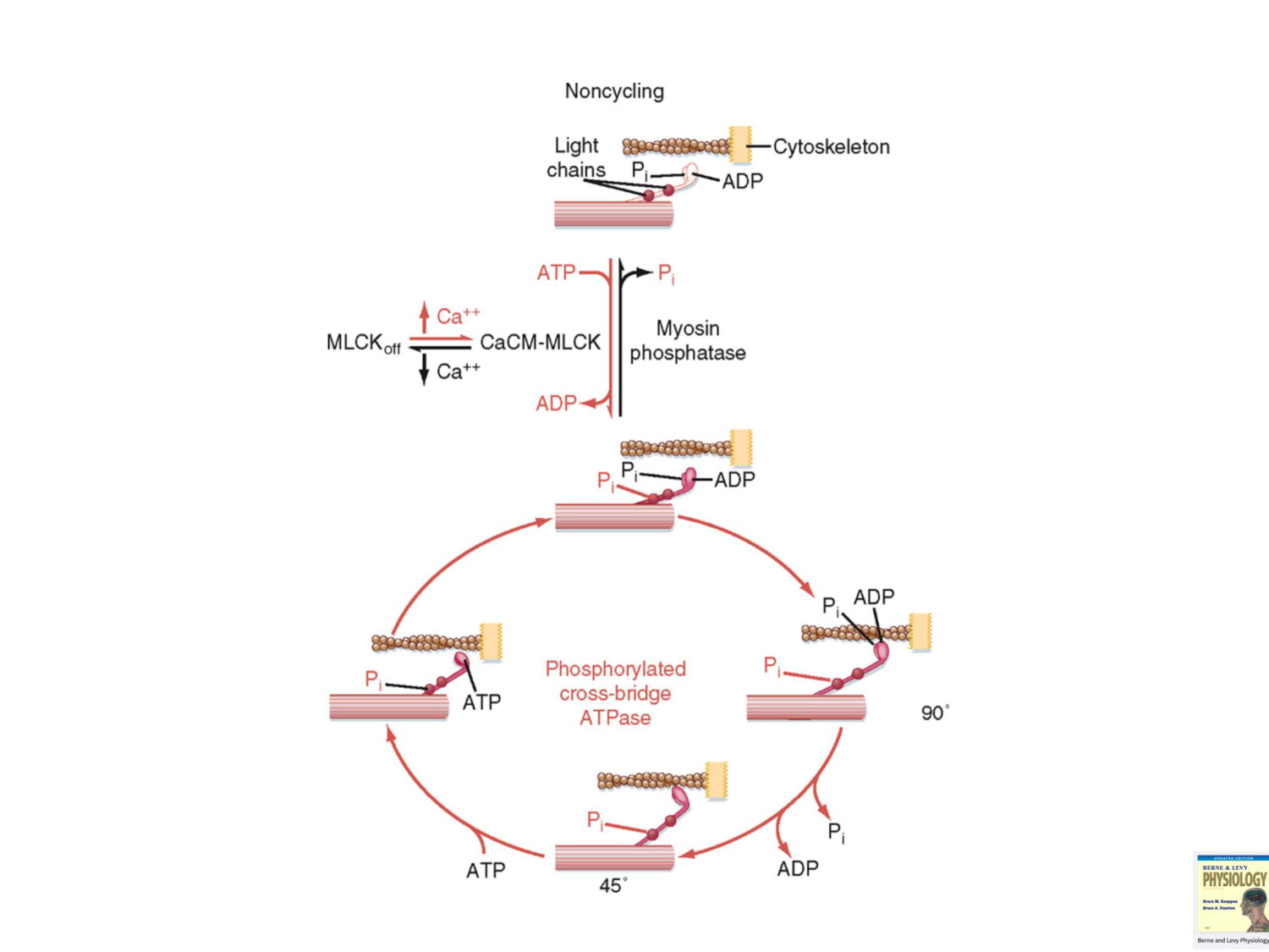 Tissu musculaire page 169