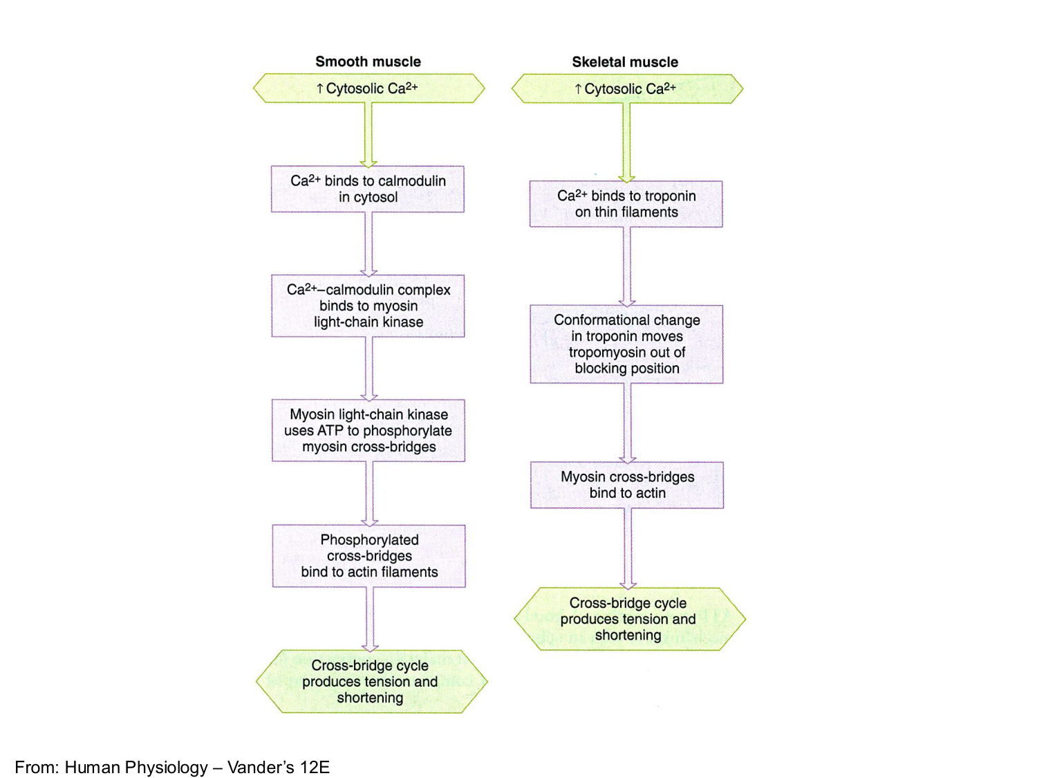 Tissu musculaire page 170
