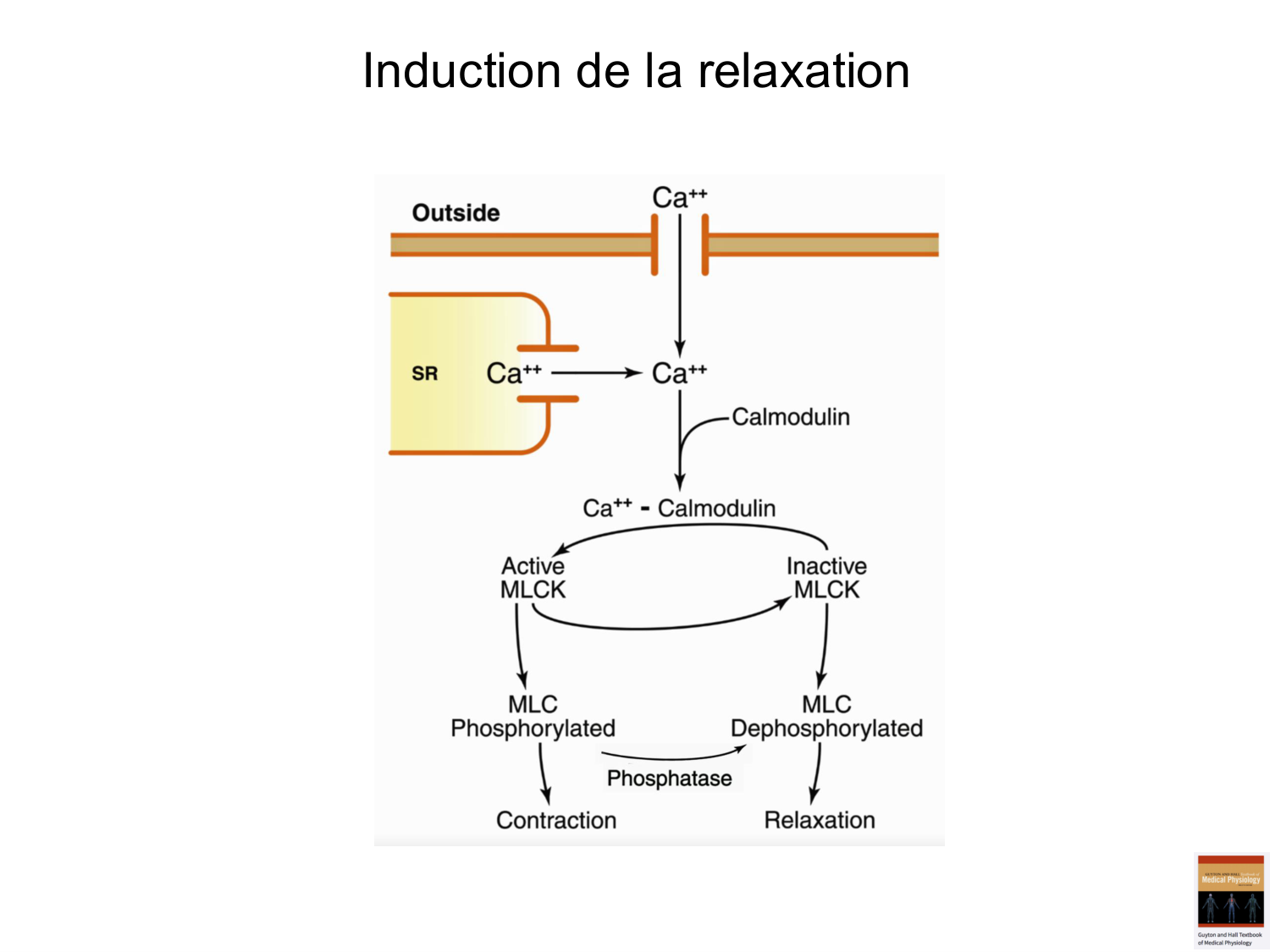 Tissu musculaire page 171