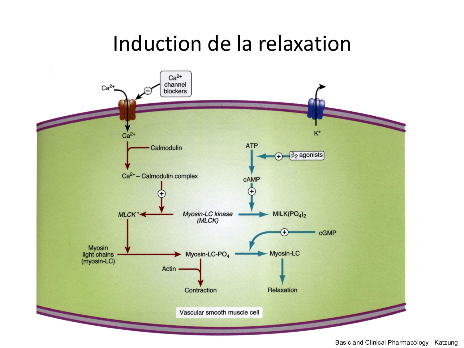 Tissu musculaire page 172