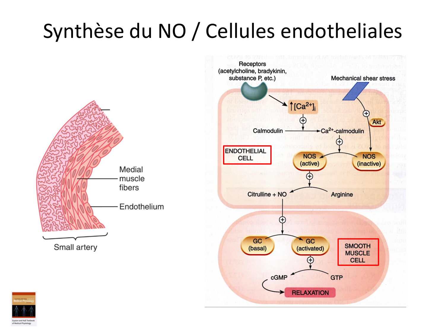 Tissu musculaire page 173