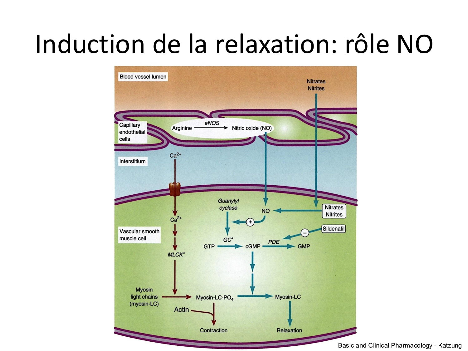 Tissu musculaire page 174