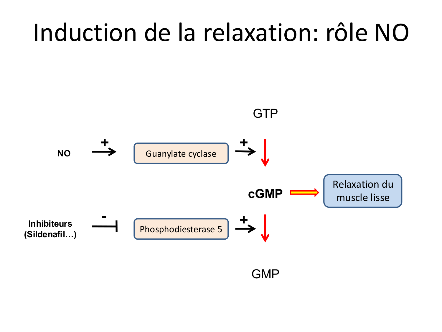 Tissu musculaire page 175
