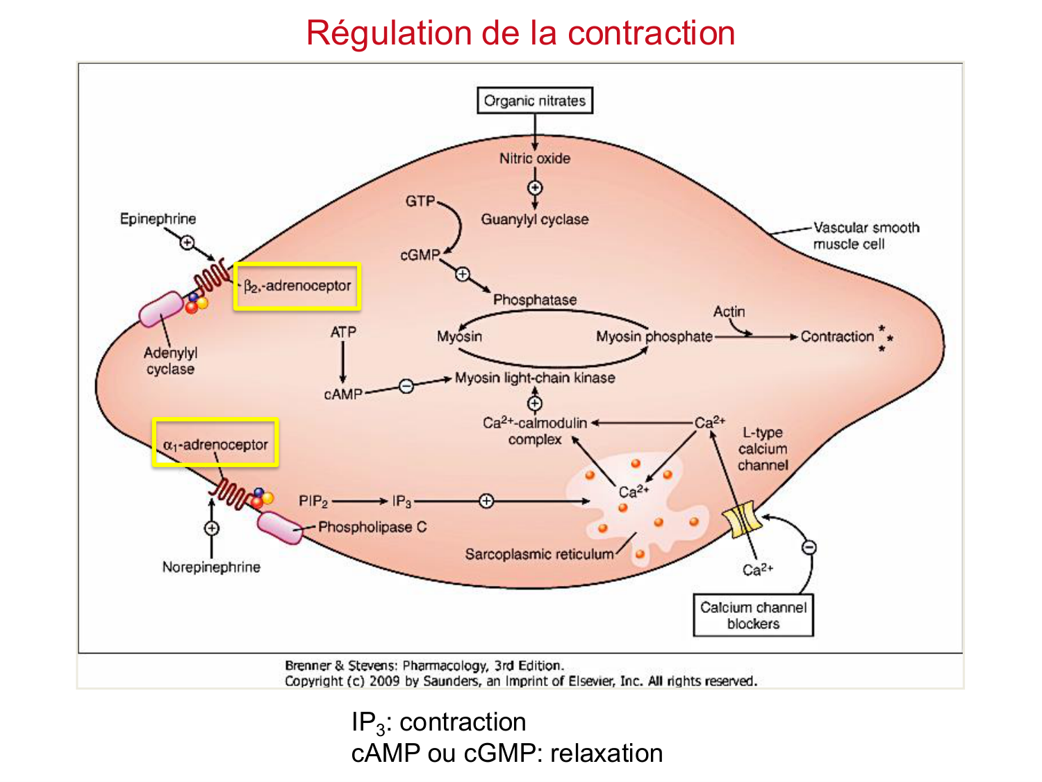 Tissu musculaire page 176