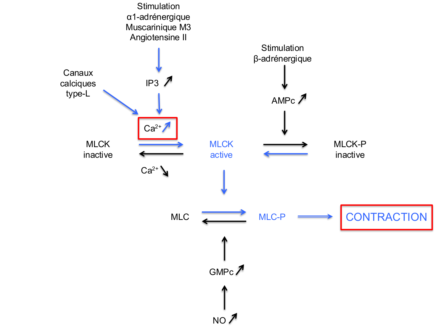 Tissu musculaire page 177