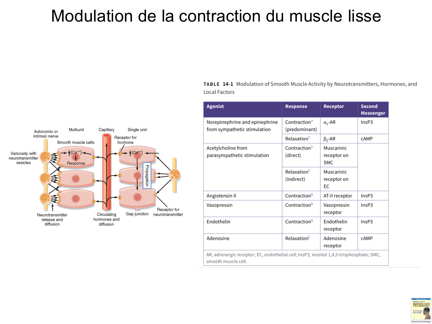 Tissu musculaire page 178