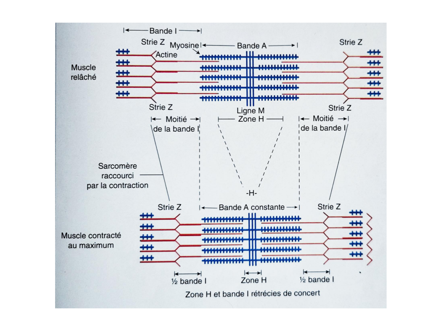 Tissu musculaire page 182