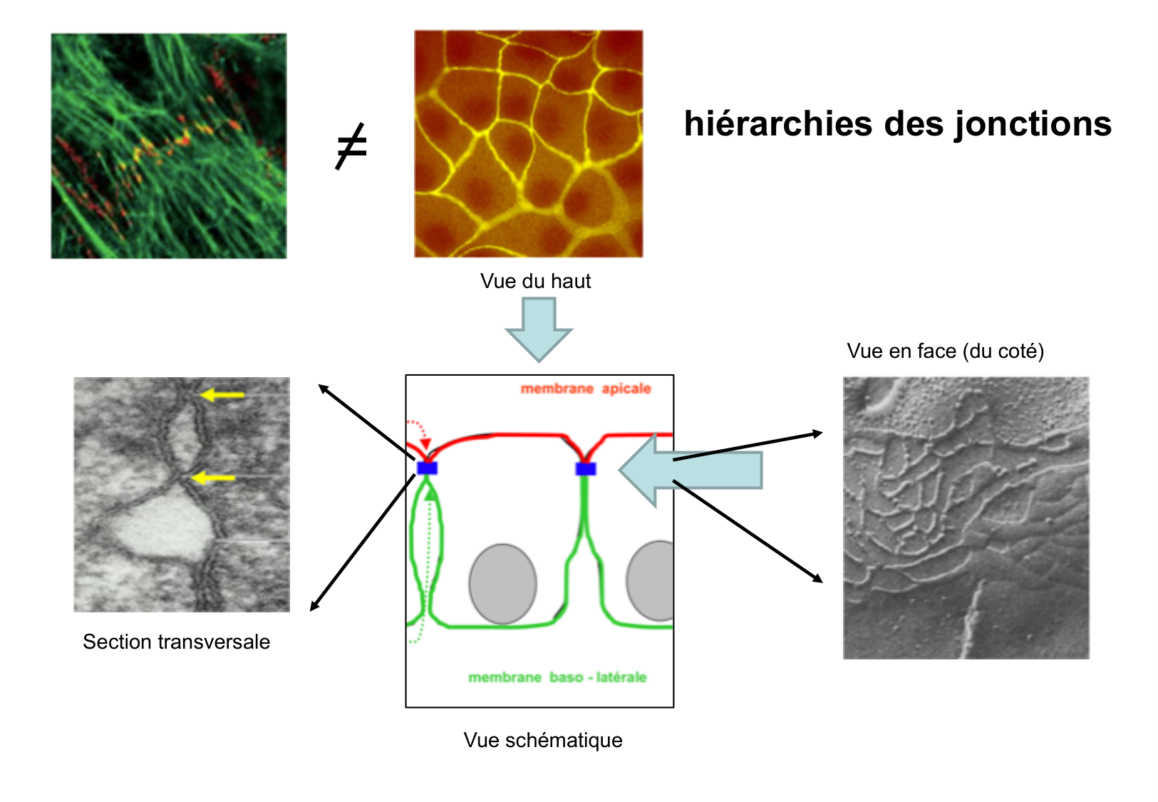 Tissu épithélial page 3