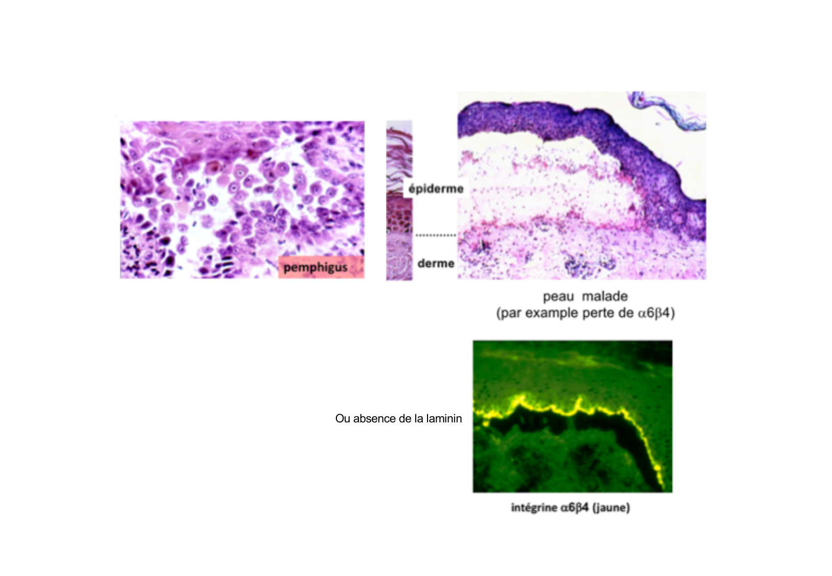 Tissu épithélial page 4