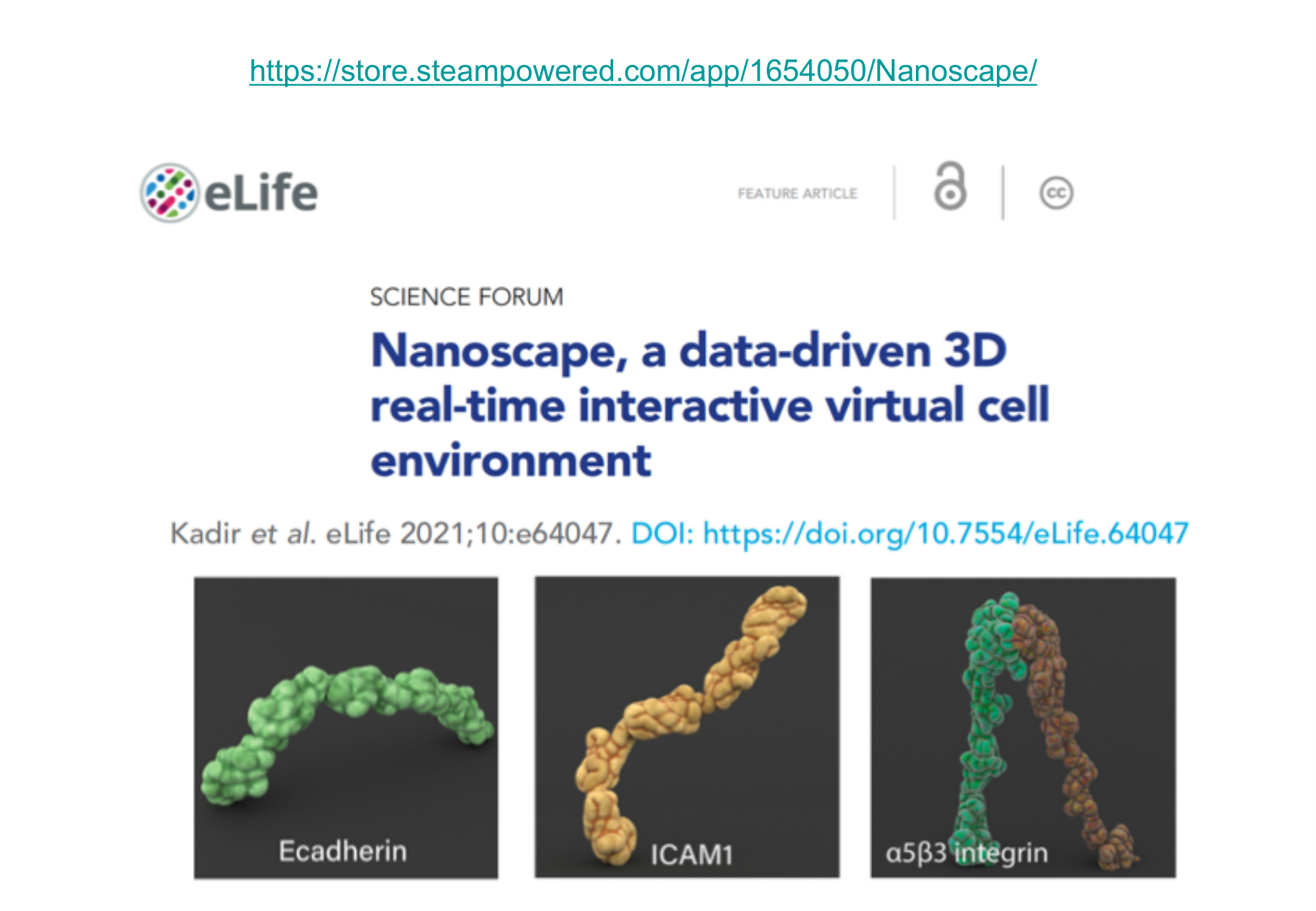 Tissu épithélial page 5