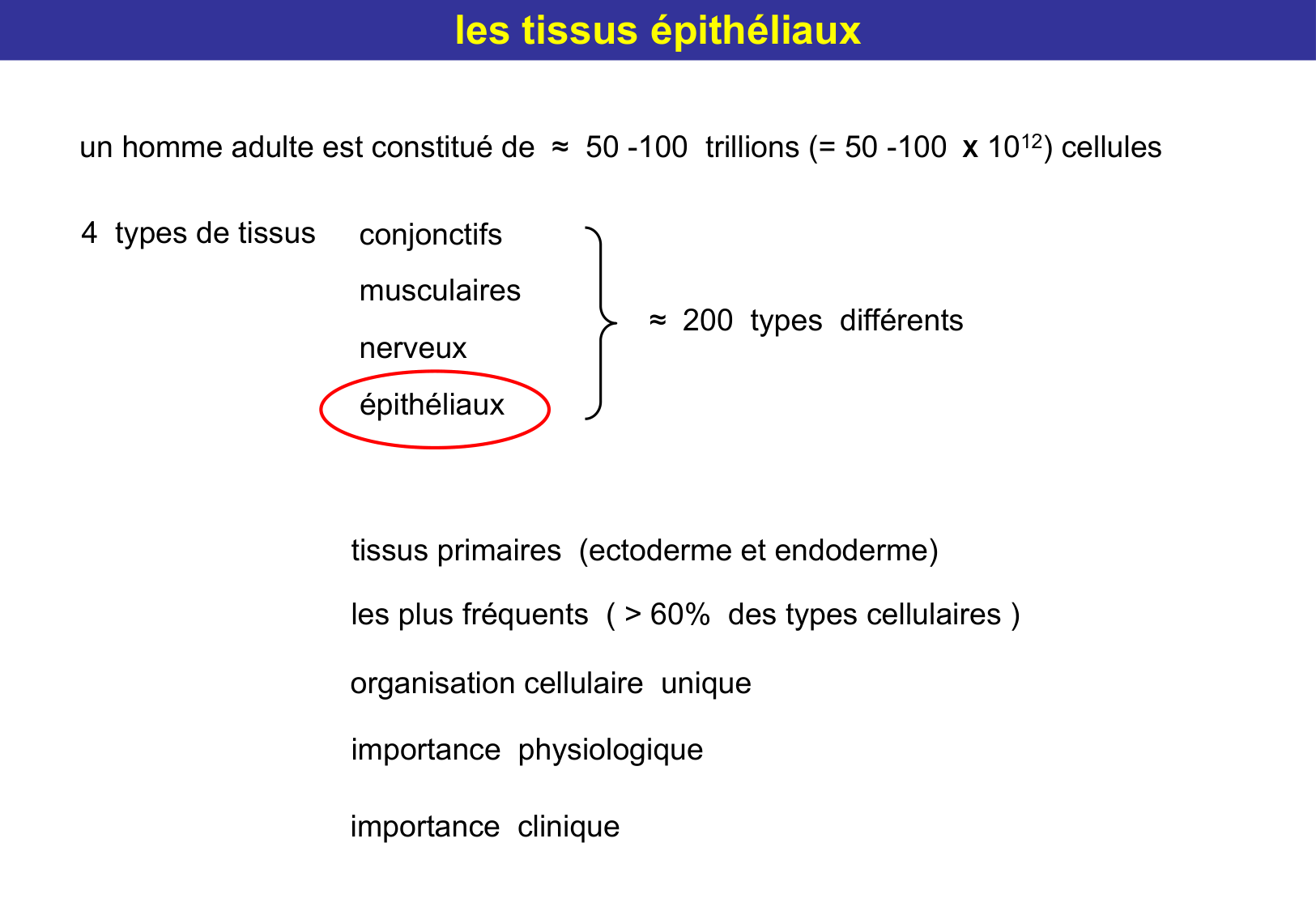 Tissu épithélial page 6