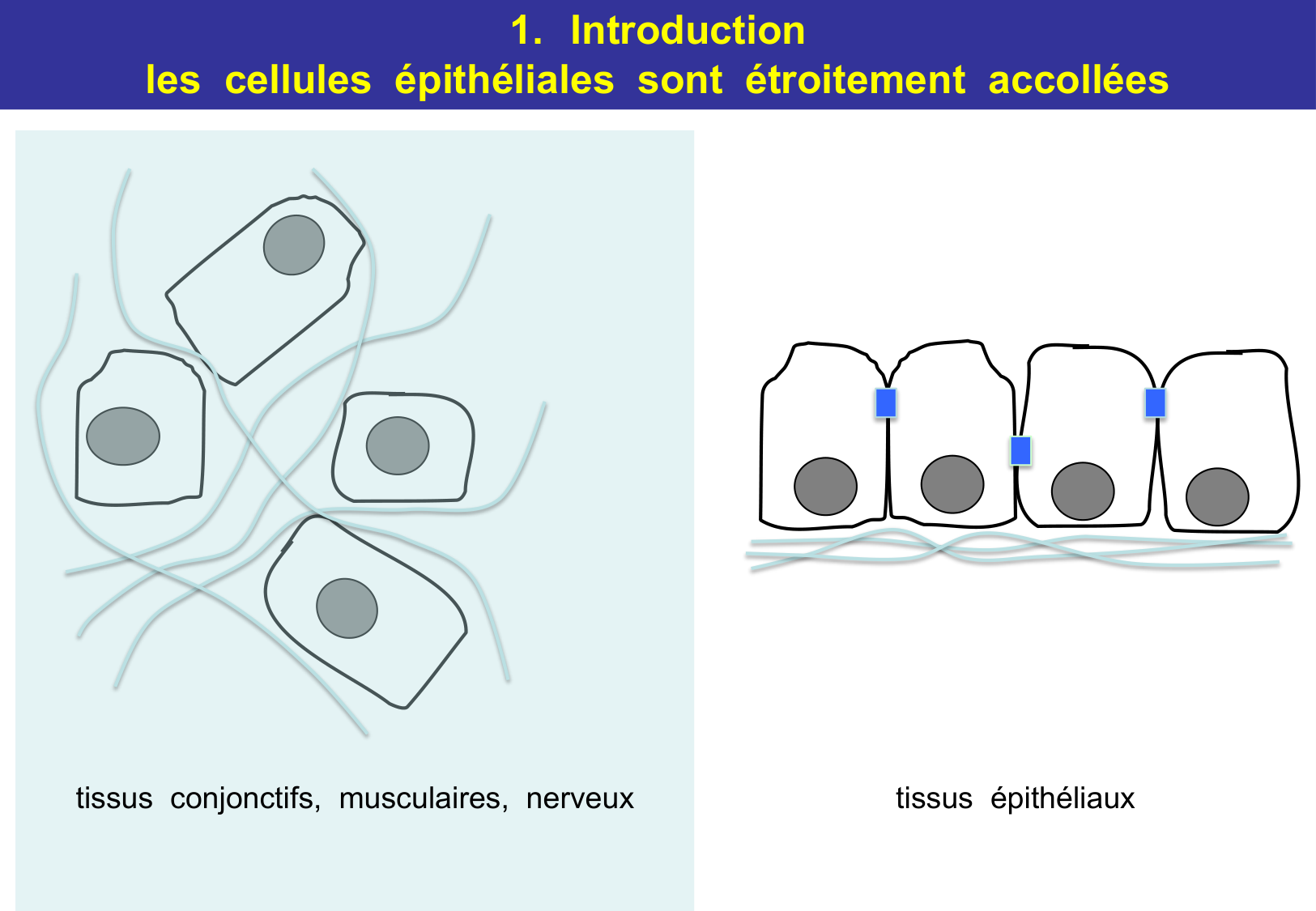 Tissu épithélial page 9