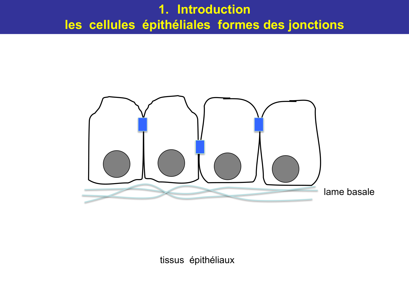 Tissu épithélial page 10