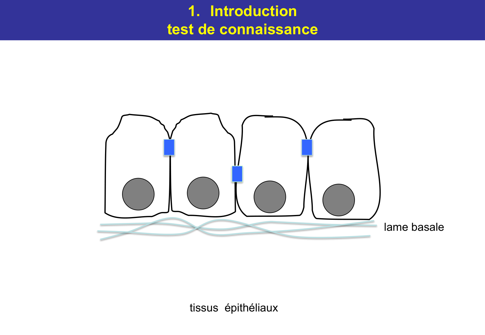 Tissu épithélial page 11