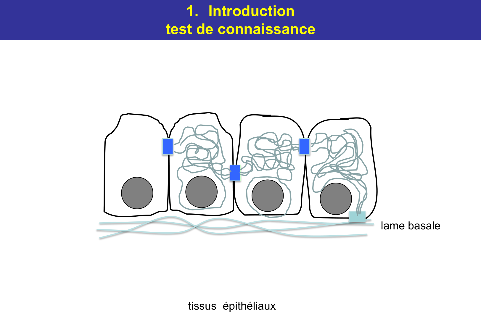 Tissu épithélial page 12