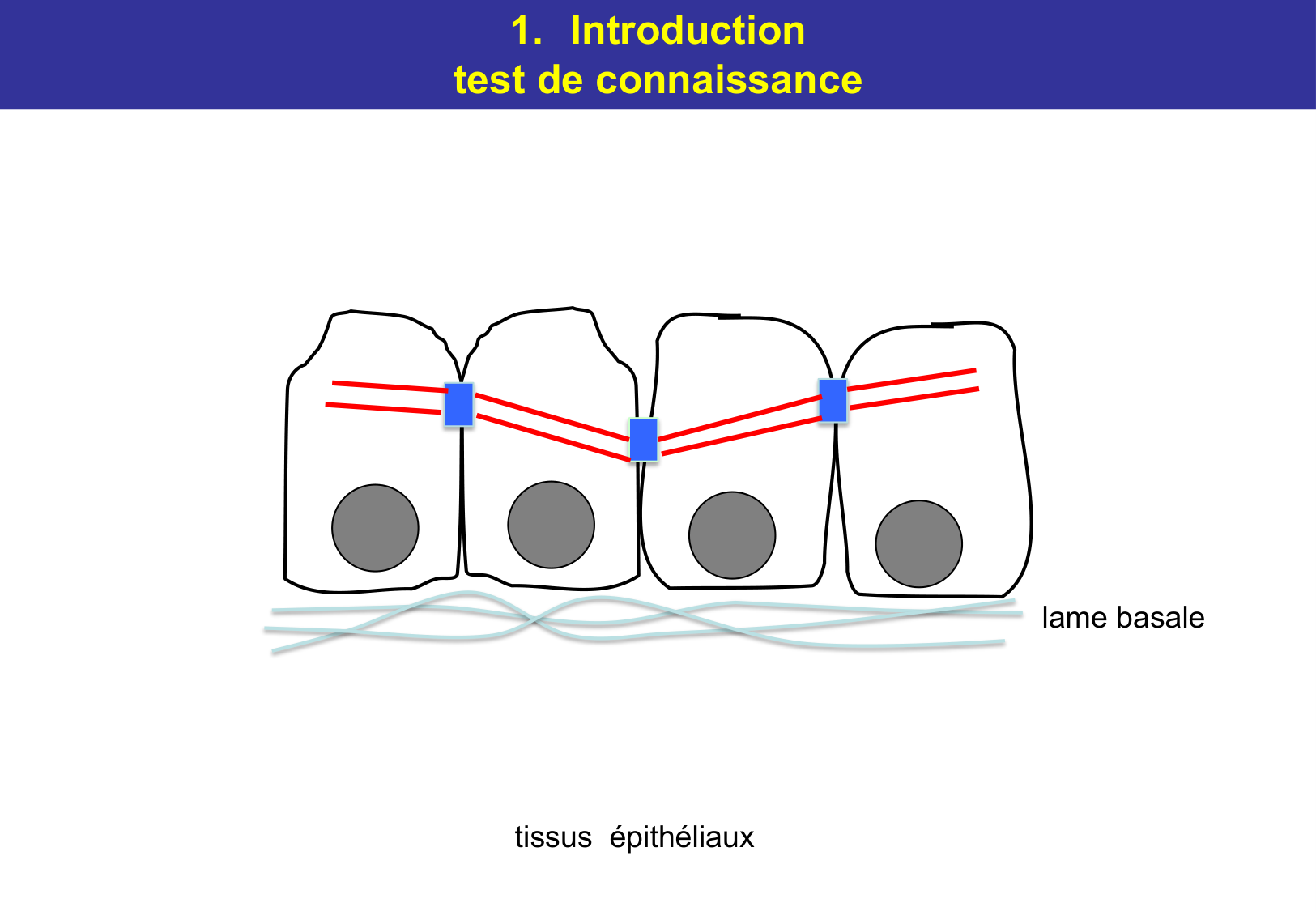 Tissu épithélial page 13